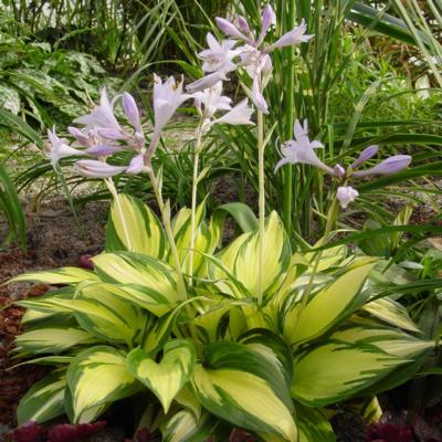 Hosta 'Morning Light'